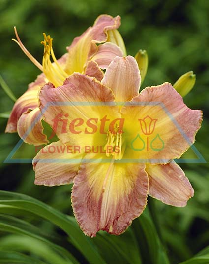 Cedar Peach Hemerocallis Potted Perennials Potted Bulbs ::. Fiesta