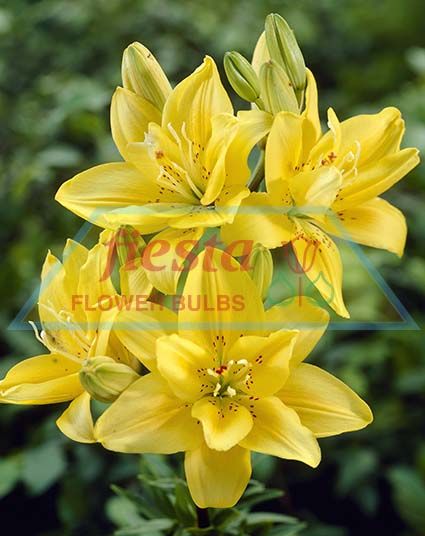 Fata Morgana Asiatics Liliums Flower Bulbs ::. Fiesta Bulb Marketing