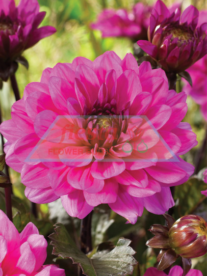 Dahlia Melody Fanfare ®