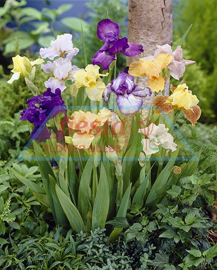 Image of Bearded Iris summer flowering bulb