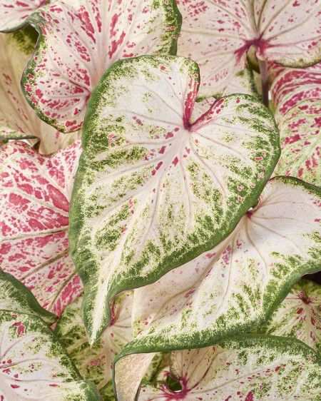 Peppermint