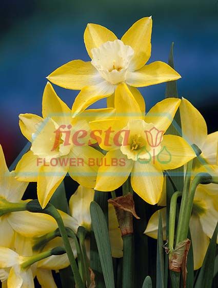 https://www.fiestabulbs.co.nz/products/images/Pipet.jpg