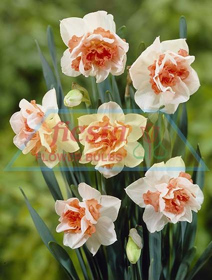 https://www.fiestabulbs.co.nz/products/images/Replete(1).jpg