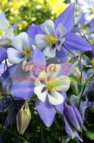 Aquilegia - Blue Star