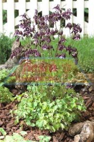 Aquilegia -Chocolate Solider