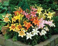 Asiatic Mixed