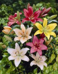 Asiatic Mixed