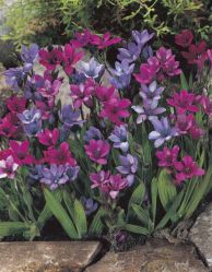 Babiana Stricta