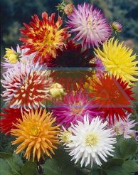 Dahlia Cactus Mixed