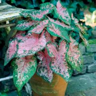 Caladium_Pink_Beauty.jpg