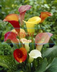 Calla_Mixed_1.jpg