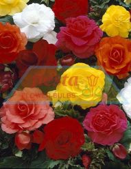 Camelia Super Mixed