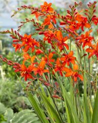 Crocosmia Masoniorum