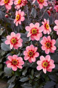 Dahlegria Tricolour