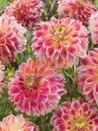 Decorative Dahlias ::. Fiesta Bulb Marketing