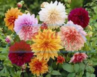 Dahlia Decorative Mixed