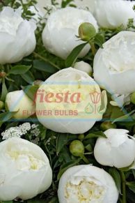 Duchesse de Nemours