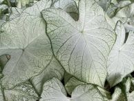 Florida_Moonlight_White_Fancy_Leaf.jpg