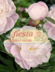 Gardenia