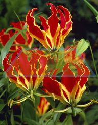 Gloriosa Rothschildiana