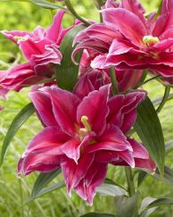 Grand Amour Double