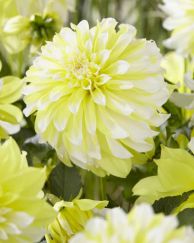 Holly Hill Lemon Ice