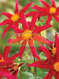 Honka Rood