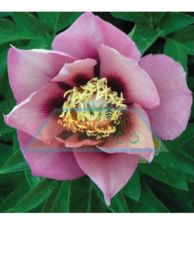 Itoh Old Rose Dandy