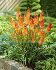 Kniphofia_Tritomba.jpg