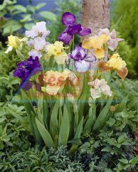 Bearded Iris Mixed