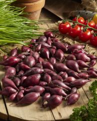 Onion__Red_visi211372.jpg