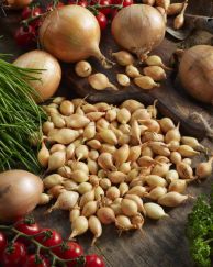 Onion_visi211379.jpg