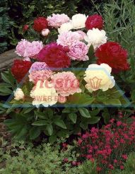 Paeony Mixed