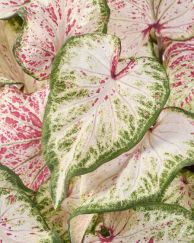 Peppermint_visi228187.jpg