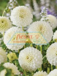 Petra's Wedding
