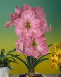 Pink Hippeastrum