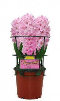 Pink Potted Hyacinths
