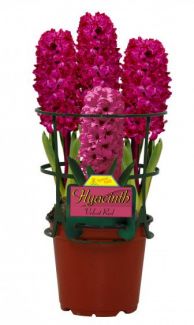 Velvet Red Potted Hyacinths