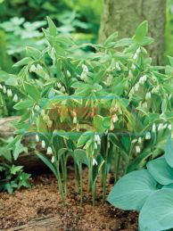 Polygonatum.jpg