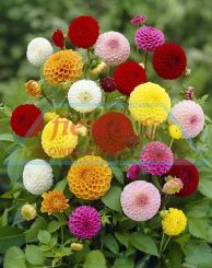 Dahlia Pom Pom Mixed