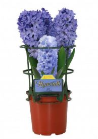 Blue Potted Hyacinth