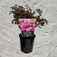 Potted Paeonies