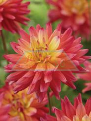 Rainbow Silence Decorative Dahlias Flower Bulbs ::. Fiesta Bulb Marketing