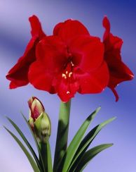 Red Hippeastrum