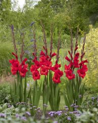 Red Balance