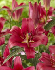 Red Desire