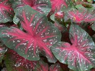 Red_Flash_Red_Fancy_Leaf.jpg