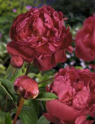 Red Sarah Bernhardt