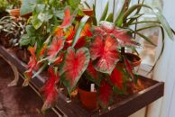 Salsa_shutterstock_1784002457.jpg