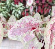 Sea_Foam_Pink_Caladium.jpg